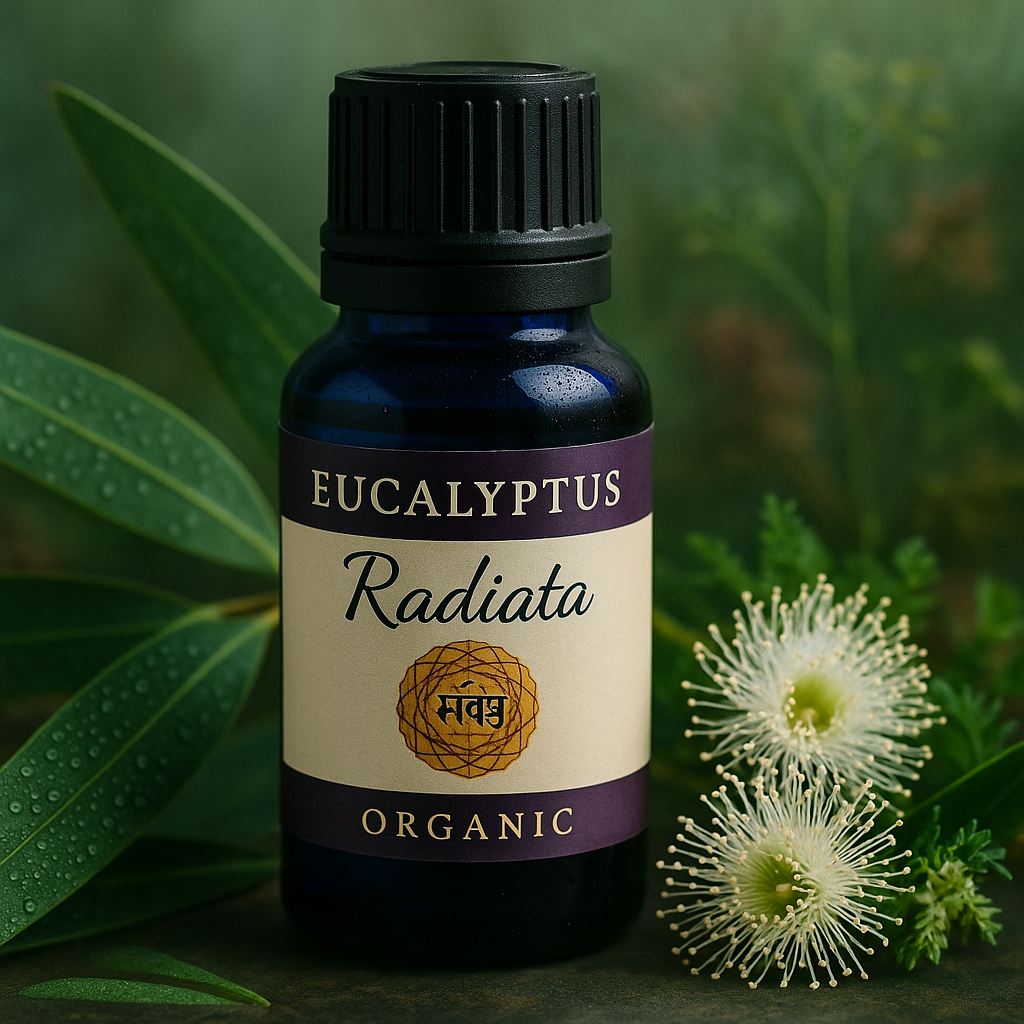 Eucalyptus Radiata (India) | Gentle Strength for Breath and Spirit